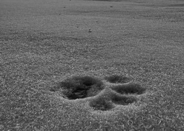 paw print in the snow