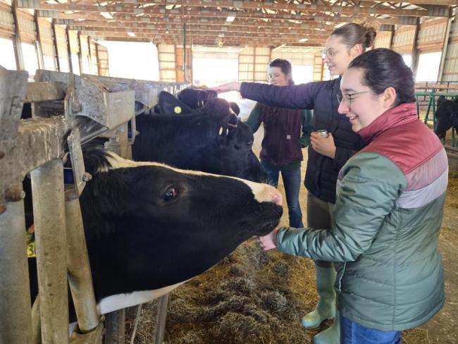 Students look at cows