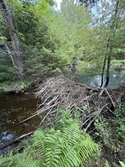 beaver dam 