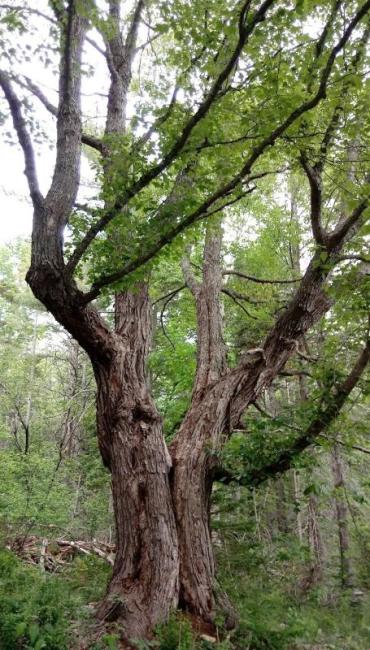 tree