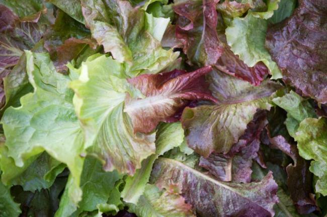 up-close of lettuce