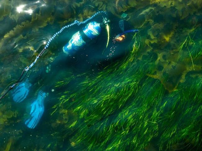 diver collects reproductive shoots from an eelgrass meadow