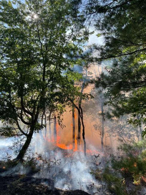 fire in the woods