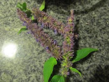 food, maine, ladleah dunn, sailor's rest farm