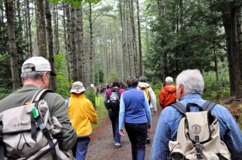 Into the woods.