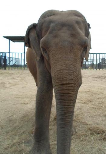 Hope elephants