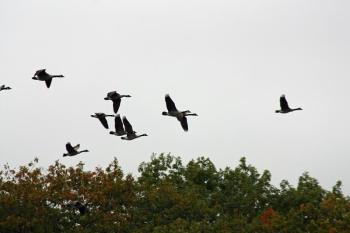 A nature moment, as a flock of Canada geese cruise by during live fire training in South Thomaston Sept. 29. (Photo by Holly S. Edwards)