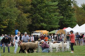Sheepherding demonstrations.