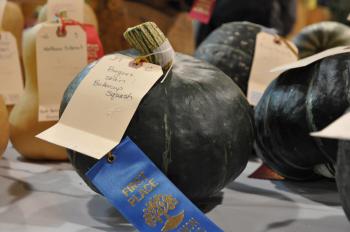 Buttercup squash.