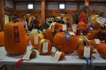 A plethora of pumpkins.