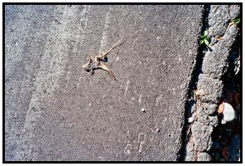 FREEDOM – Frog, road.
