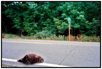 SEARSMONT – Porcupine, Belmont town line.