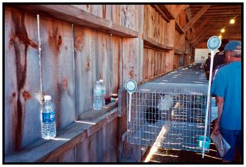 UNITY – Rabbits, reflectors.