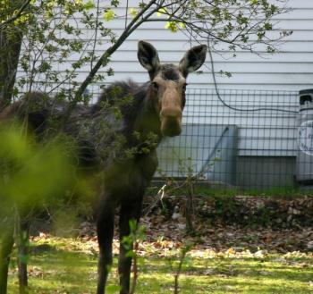 Moose