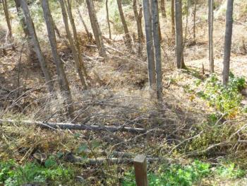 ****** FREE TREES / WOOD ****** (Gray)