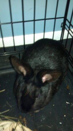 Bunny (Biddeford )
