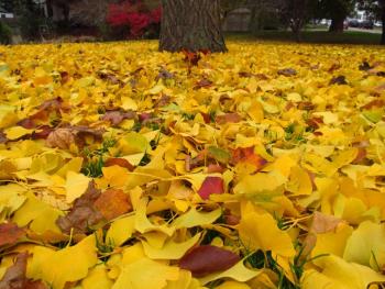 A carpet of leaves begins to build as the wind builds. (Photo by Sandy Trapani)