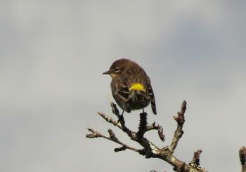 Yellow-rump showing off the reason for its name. (Photo by Brian Willson)