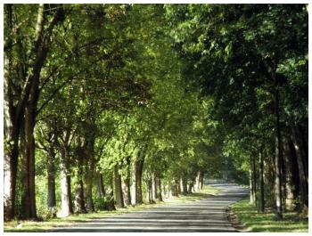 A film-worthy stretch of tree-lined highway.