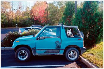 BELFAST – Parking lot with dog.