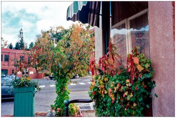 BELFAST – New plantings outside a long-vacant downtown commercial building, now occupied.