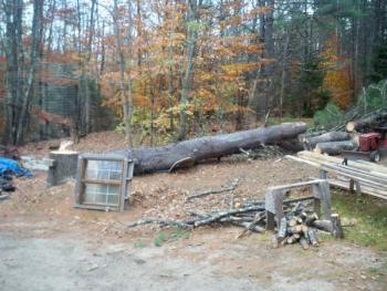 FREE FIRE WOOD (Casco)