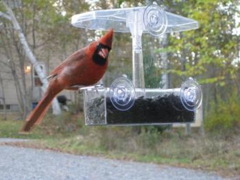A pair of cardinals (here’s the male) are regular visitors to my feeders, announcing their arrival with loud chip notes. (Photo by Kristen Lindquist)