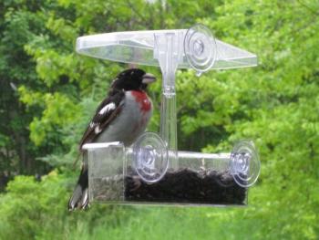 Imagine the thrill of seeing this male Rose-breasted Grosbeak show up on one spring day. (Photo by Kristen Lindquist)