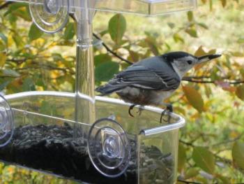 The White-breasted Nuthatch searches carefully for the perfect seed before carrying one off to a tree—its usual feeding station—to eat it. (Photo by Kristen Lindquist)