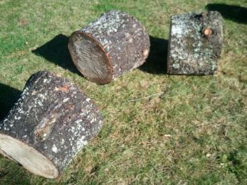 Pine-Cut Firewood (Buxton)