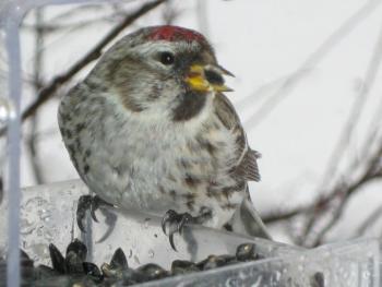 This Common Redpoll was an unexpected, one-time visitor, one I hope to see again this winter. (Photo by Kristen Lindquist)