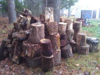 Cut Wood needs splitting (Scarborough)