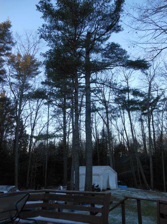 Pine Logs (Farmingdale)