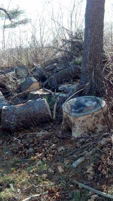seasoned pine logs (Kittery)