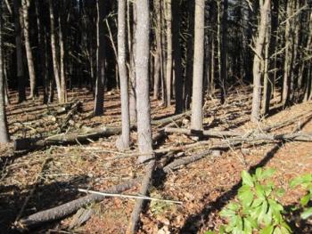firewood - free (Wiscasset)