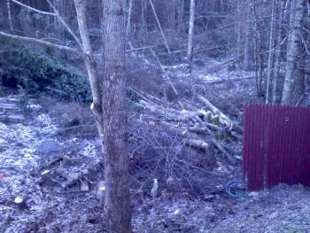 free wood (Benton)