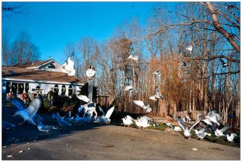 Seagulls snatch up bread crumbs amid Christmas decorations at the Belmont home of Peggy Palmer.