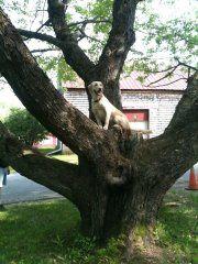 FREE Firewood if you cut trees! (North Monmouth)
