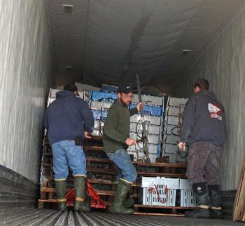 Workers and friends of JC Wood Lobster Co.. in Rockport help offload the lobster onto another truck for eventual delivery to New Brunswick. (Photo by Holly S. Edwards)