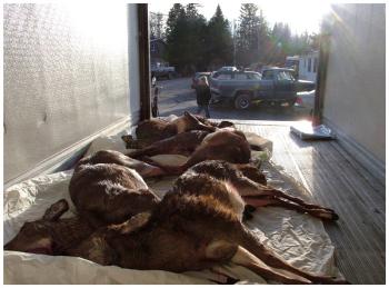 Five deer shot during the first day of the special hunt stored temporarily in a refrigerated truck at the tagging station run by Laura Houle, background. (Photo by Ethan Andrews)