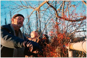 BELFAST - Newell Lowe and Doris Allred, both of Belfast, collect berries for some 700 wreaths they anticipated would be made at First Church in the week that followed.