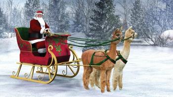 Northern Solstice Alpaca Farm in Unity will host a farm open house Saturday and Sunday, and it's just one of the many holiday happenings on tap this weekend, everything from movies and plays to open houses, art walks, holiday bazaars and gift wrapping for good causes. (Image courtesy Northern Solstice Alpaca Farm)