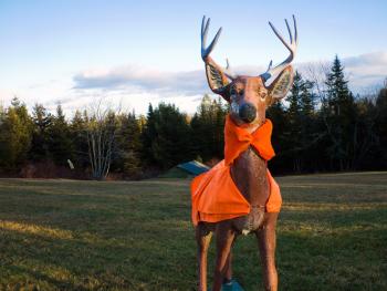 A lawn ornament in the back yard of Islesboro residents Doug and Normajean Welldon sports a blaze orange vest and scarf for the island's special deer reduction hunt, which started on Dec. 10. (Photo by Ethan Andrews)
