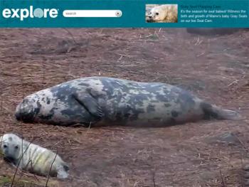 A screen grab of live streaming video from Seal Island Wildlife Refuge in outer Penobscot Bay, showing a gray seal mother and pup. Cameras are periodically moved across the pupping area, following the seals, including at least one male, as they go about their daily routine -- doing a lot of sleeping, rolling, stretching and some "humping" along across the grassy parts of the island, with the male occasionally scooting fast across the screen in hot pursuit of another seal. (Courtesy Explore.org)
