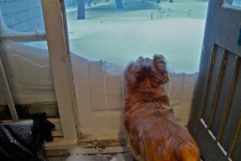 Snapshot: The moment Addie, a mixed breed rescue dog from Texas owned by Deb Drago of Camden, realizes she's not in Texas anymore. Doh! (Courtesy Deb Drago)