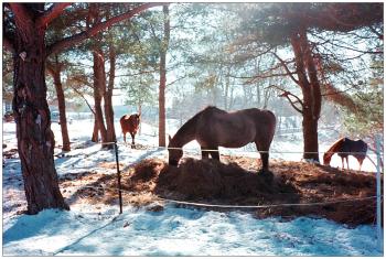 WINTERPORT - Horses in an enclosure near Route 1A. WINTERPORT - Horses. (Photo by Ethan Andrews)
