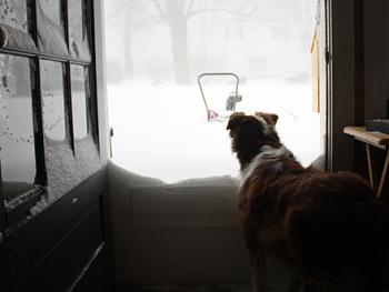 "I'm not going out in that if you're not going out..." (Photo by Holly S. Edwards)