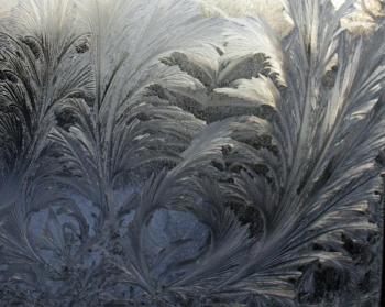 Window frost, also called fern frost and ice flowers, forms on the inside of a single-pane storm window. Opening the inside window to take a clear photo causes the frost to melt, so one has to be quick with the camera to capture the beauty. (Photo by Holly S. Edwards)