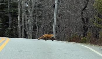 A large adult red fox runs across Route 52 in Lincolnville, carrying either a rabbit or a kit in its jaws. (Photo by Holly S. Edwards)