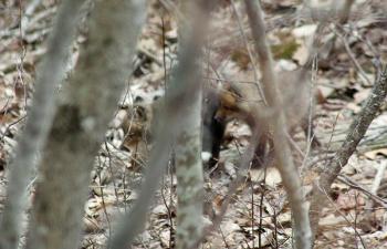 Waiting for another chance to photograph the fox, three kits came into view not far from where I was standing. (Photo by Holly S. Edwards)